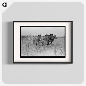 アートポスター-Cutting Corn in Kansas
 - ラッセル リー Poster.