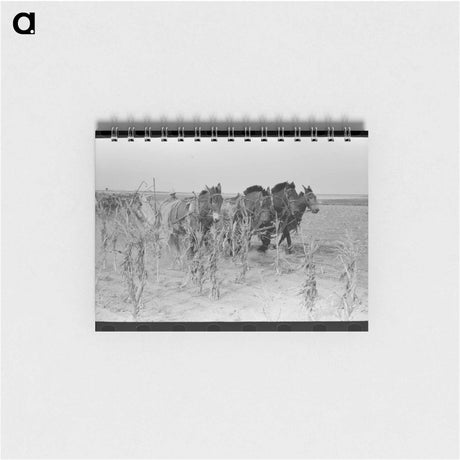 アートメモ帳-Cutting Corn in Kansas
 - ラッセル リー Memo.