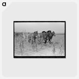 アートポストカード-Cutting Corn in Kansas
 - ラッセル リー Postcard.
