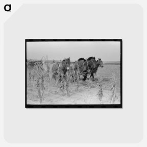 アートポストカード-Cutting Corn in Kansas
 - ラッセル リー Postcard.