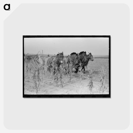 アートポストカード-Cutting Corn in Kansas
 - ラッセル リー Postcard.