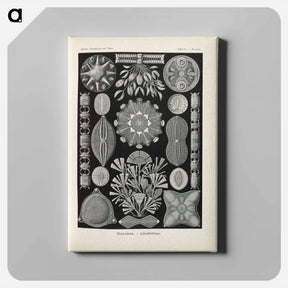 アートパネル-Marine life illustration - エルンスト ヘッケル Canvas.