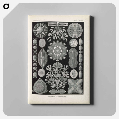 Marine life illustration - エルンスト ヘッケル Canvas.