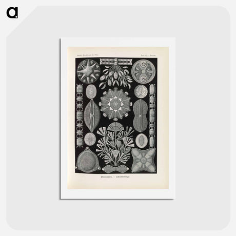 アートポストカード-Marine life illustration - エルンスト ヘッケル Postcard.