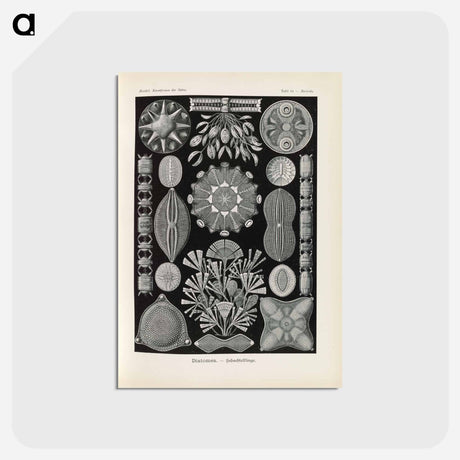 アートポストカード-Marine life illustration - エルンスト ヘッケル Postcard.