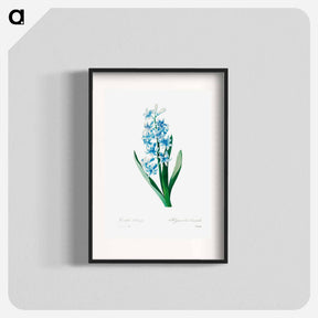 アートポスター-Blue hyacinth - ピエール ジョゼフ ルドゥーテ Poster.