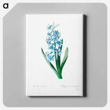 アートパネル-Blue hyacinth - ピエール ジョゼフ ルドゥーテ Canvas.