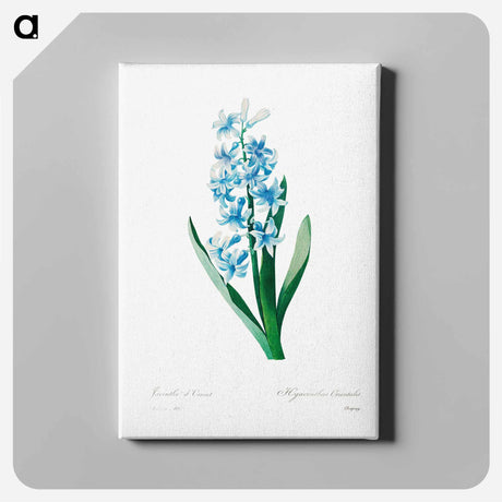 アートパネル-Blue hyacinth - ピエール ジョゼフ ルドゥーテ Canvas.