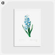 アートポストカード-Blue hyacinth - ピエール ジョゼフ ルドゥーテ Postcard.