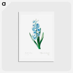 アートポストカード-Blue hyacinth - ピエール ジョゼフ ルドゥーテ Postcard.