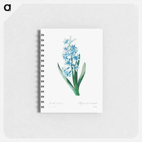アートメモ帳-Blue hyacinth - ピエール ジョゼフ ルドゥーテ Memo.