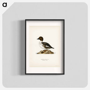 アートポスター-Goldeneye
 - スヴェンスカ フォグラル Poster.