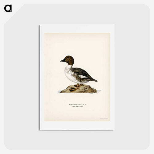 Goldeneye
 - スヴェンスカ フォグラル Postcard.