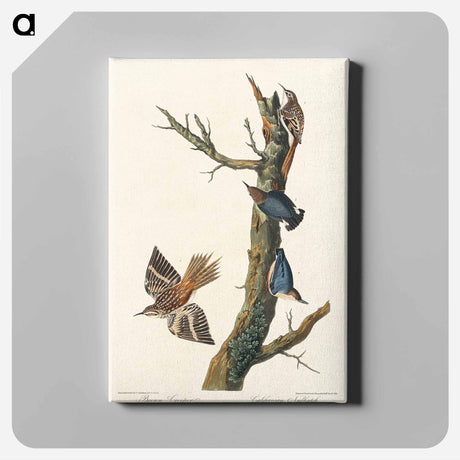 アートパネル-Brown Creeper and Californian Nuthatch from Birds of America
 - アメリカの鳥たち Canvas.