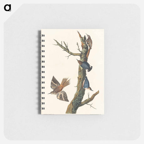 アートメモ帳-Brown Creeper and Californian Nuthatch from Birds of America
 - アメリカの鳥たち Memo.