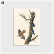 アートポストカード-Brown Creeper and Californian Nuthatch from Birds of America
 - アメリカの鳥たち Postcard.