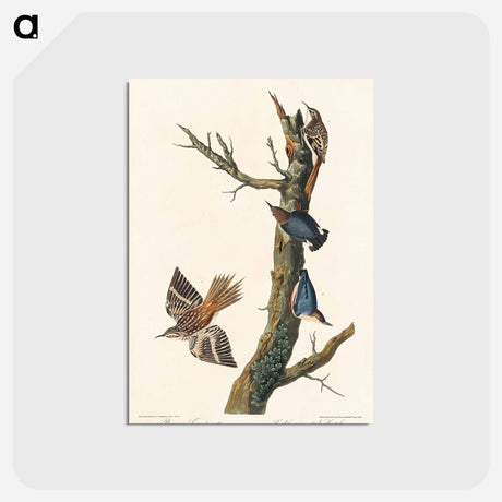 アートポストカード-Brown Creeper and Californian Nuthatch from Birds of America
 - アメリカの鳥たち Postcard.
