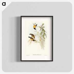 アートポスター-Australian Sun-bird
 - オーストラリアの鳥 Poster.