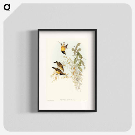アートポスター-Australian Sun-bird
 - オーストラリアの鳥 Poster.