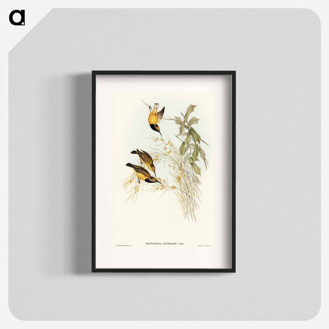 アートポスター-Australian Sun-bird
 - オーストラリアの鳥 Poster.