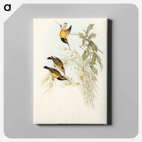 アートパネル-Australian Sun-bird
 - オーストラリアの鳥 Canvas.