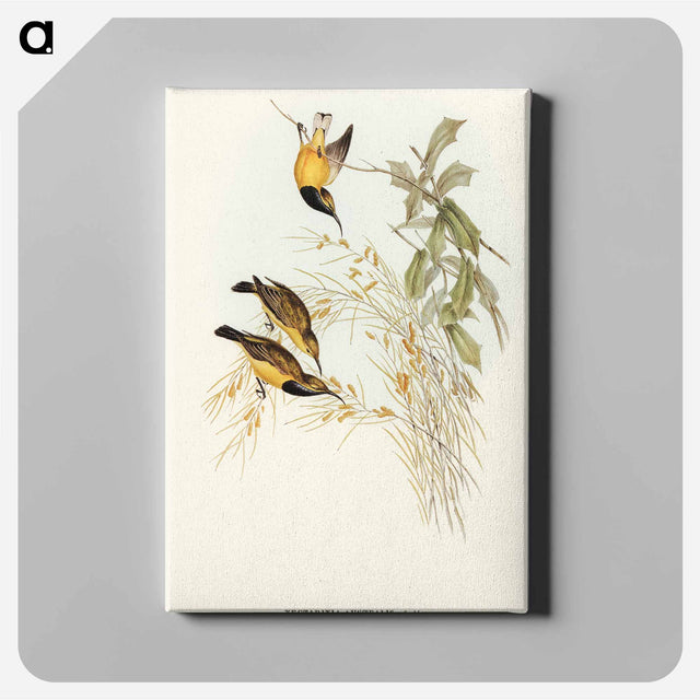 アートパネル-Australian Sun-bird
 - オーストラリアの鳥 Canvas.