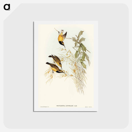 アートポストカード-Australian Sun-bird
 - オーストラリアの鳥 Postcard.