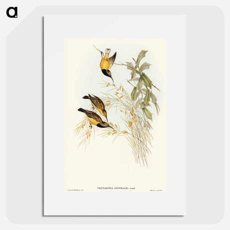 アートポスター-Australian Sun-bird
 - オーストラリアの鳥 Poster.