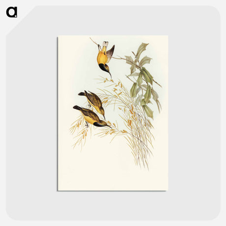 アートポストカード-Australian Sun-bird
 - オーストラリアの鳥 Postcard.