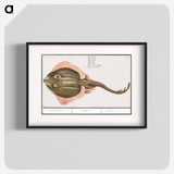 Rog, Batoidea of Rajomorphii - アンセルムス ボエティウス デ ブート Poster.