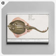 3-10_Anselmus-Boetius-de-Boodt_canvas