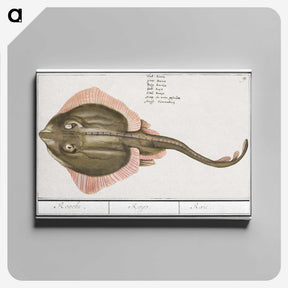 3-10_Anselmus-Boetius-de-Boodt_canvas