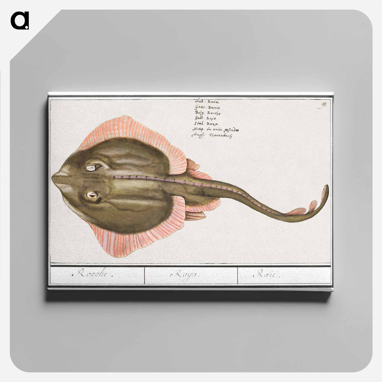 Rog, Batoidea of Rajomorphii - アンセルムス ボエティウス デ ブート Canvas.