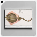 Rog, Batoidea of Rajomorphii - アンセルムス ボエティウス デ ブート Canvas.