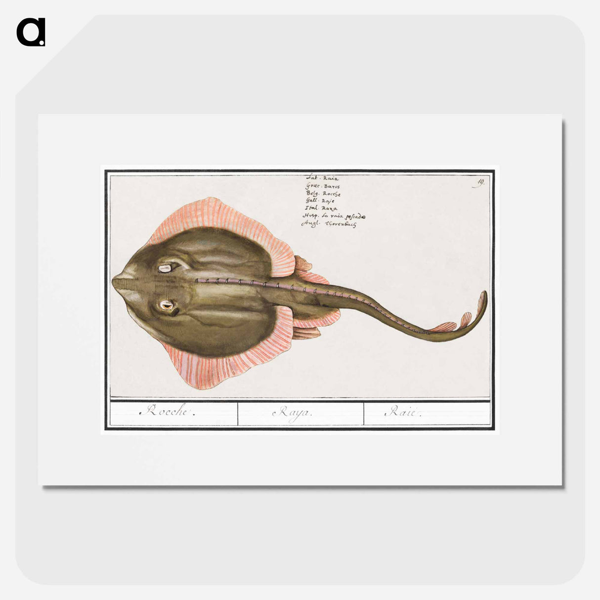 Rog, Batoidea of Rajomorphii - アンセルムス ボエティウス デ ブート Poster.