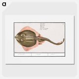 Rog, Batoidea of Rajomorphii - アンセルムス ボエティウス デ ブート Poster.