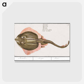 アートポストカード-Rog, Batoidea of Rajomorphii - アンセルムス ボエティウス デ ブート Postcard.