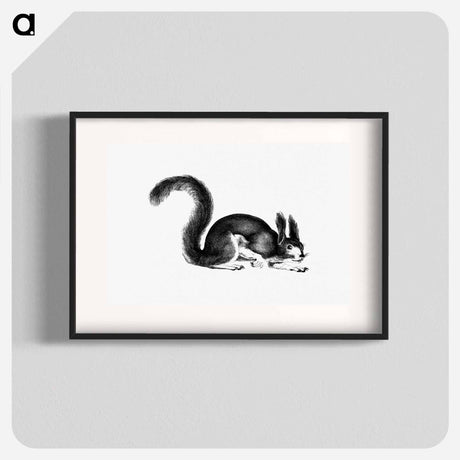 アートポスター-Abert's Squirrel
 - 大英図書館 Poster.