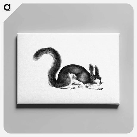 アートパネル-Abert's Squirrel
 - 大英図書館 Canvas.