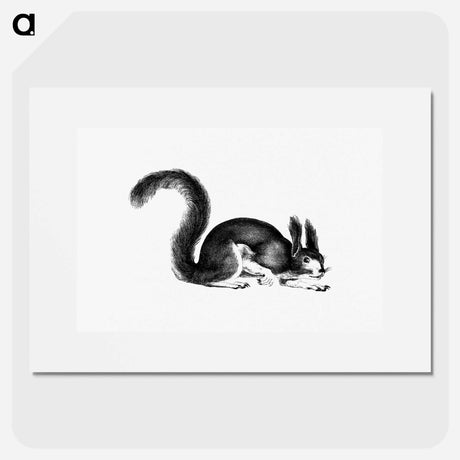アートポスター-Abert's Squirrel
 - 大英図書館 Poster.