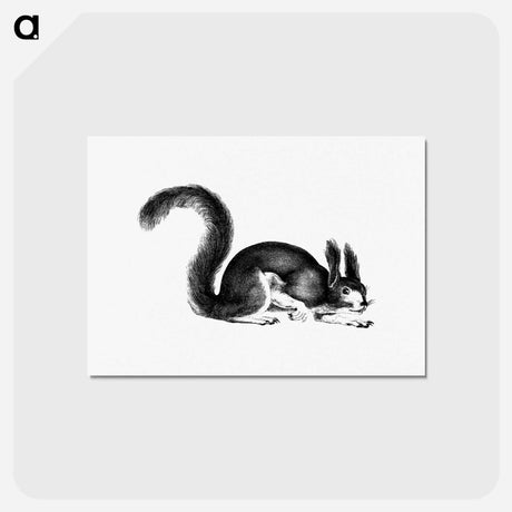 アートポストカード-Abert's Squirrel
 - 大英図書館 Postcard.