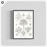 3-10_Ernst-Haeckel_blk-crop
