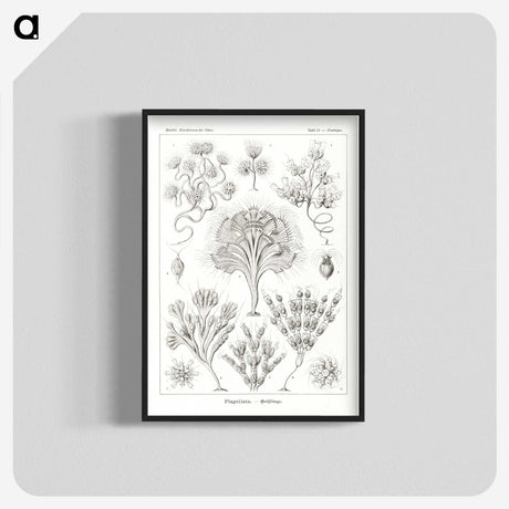 3-10_Ernst-Haeckel_blk-crop