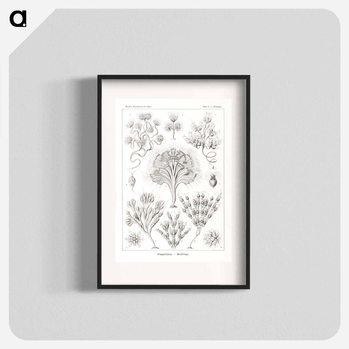 Flagellata–Geiklinge from Kunstformen der Natur - エルンスト ヘッケル Poster.
