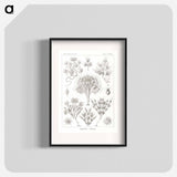 Flagellata–Geiklinge from Kunstformen der Natur - エルンスト ヘッケル Poster.