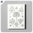 3-10_Ernst-Haeckel_canvas