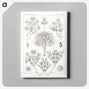 3-10_Ernst-Haeckel_canvas