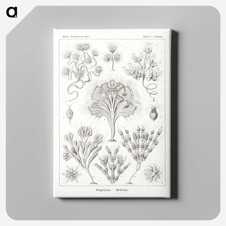 3-10_Ernst-Haeckel_canvas