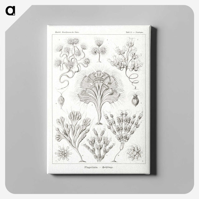 3-10_Ernst-Haeckel_canvas