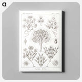 Flagellata–Geiklinge from Kunstformen der Natur - エルンスト ヘッケル Canvas.